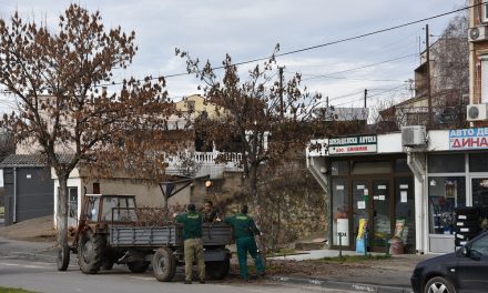Дрворедите во Кочани – под стручен надзор на КЈП „Водовод“