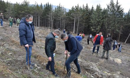 Акција за пошумување на опожарени површини на Осоговските Планини