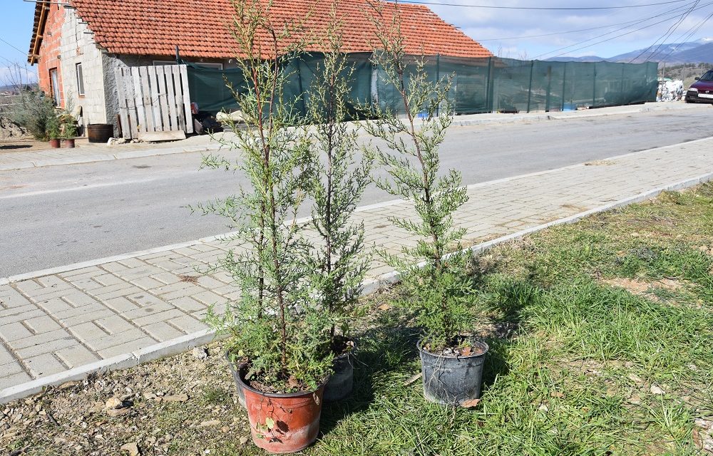 Во денешната еколошка акција засадени 120 нови садници