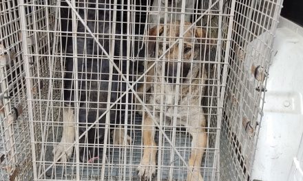 Реализирана акција за заловување кучиња скитници