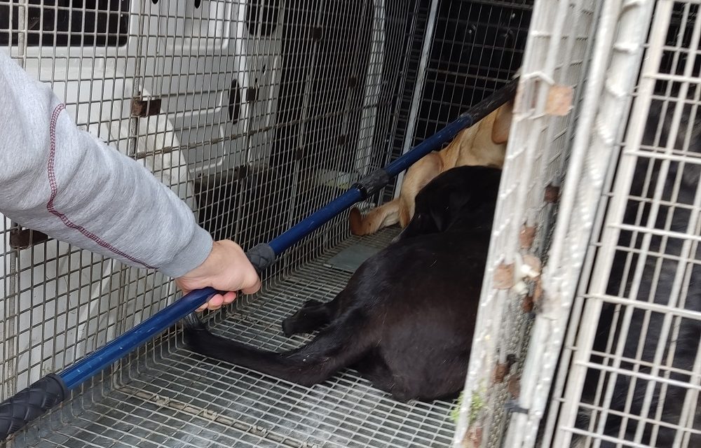 Реализирана повторна акција за заловувње кучиња скитници на повеќе локации во градот