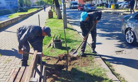 Нови садници покрај тротоарите и во парковите во Кочани
