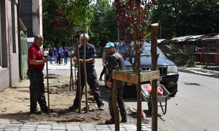 Нови садници на улиците „Борис Трајковски“ и „Стево Теодосиевски“ во Кочани